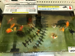 5EEA7D88-90DC-4E95-8184-B830D4111317.jpeg
